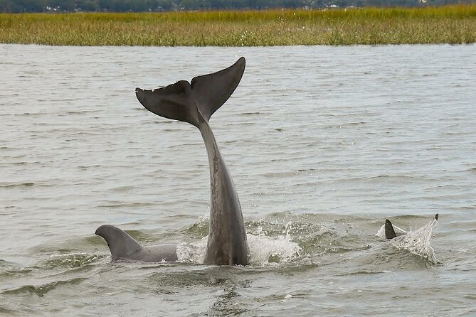 90 Minute Hilton Head Dolphin and Nature Cruise - Booking and cancellation details that matter
