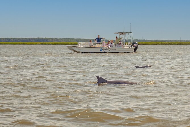 90 Minute Hilton Head Dolphin and Nature Cruise - What you may see beyond the dolphins