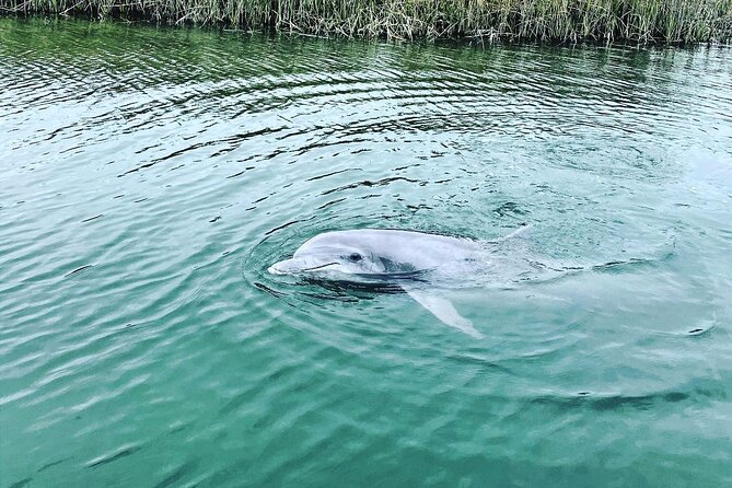 90 Minute Hilton Head Dolphin Tour - Broad Creek Marina, the first wildlife clue