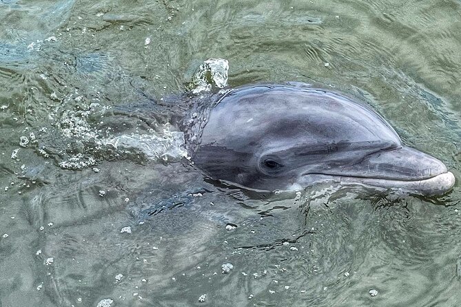 90 Minute Hilton Head Dolphin Tour - Boat comfort, speed, and the weather question