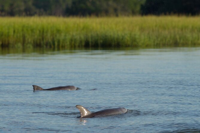90 minute Hilton Head Sunset Dolphin Cruise - Key points to know before booking