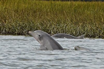 90 minute Hilton Head Sunset Dolphin Cruise