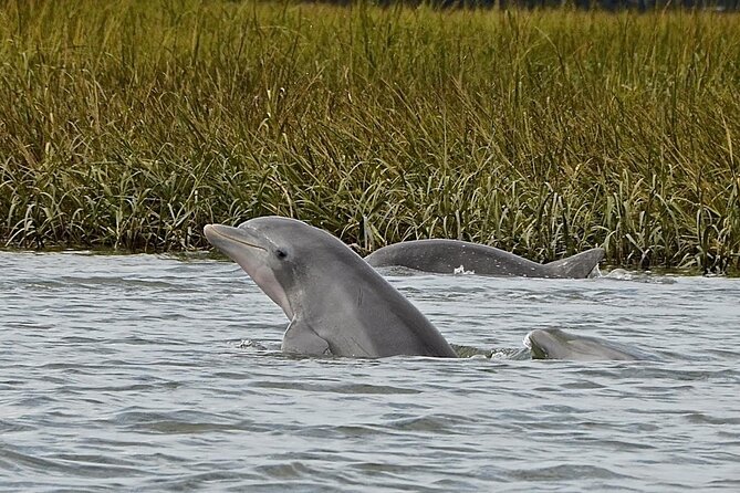 90 minute Hilton Head Sunset Dolphin Cruise - From Shelter Cove to the tidal marsh