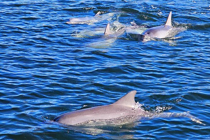 90 Minute Port River Dolphin & Ships Graveyard Cruise - Setting off from 1 McLaren Parade