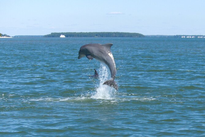 90-Minute Private Dolphin Tour in Hilton Head Island - Key points to know before booking