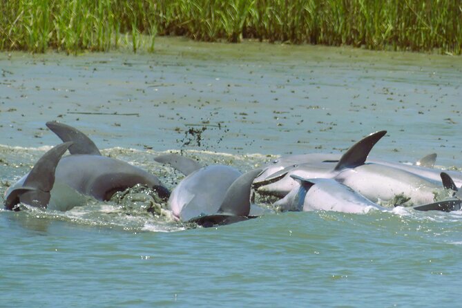 90-Minute Private Dolphin Tour in Hilton Head Island - Why a private boat changes the experience