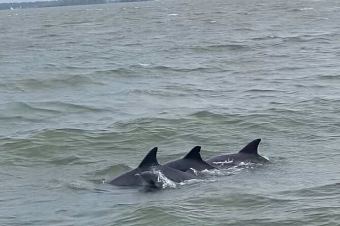 90-Minute Private Dolphin Tour in Hilton Head Island - Searching for dolphins in the Cooper River