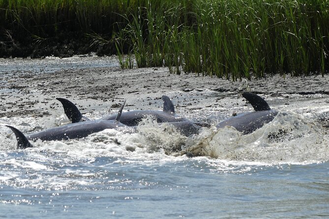 90-Minute Private Dolphin Tour in Hilton Head Island - Along Daufuskie Island and the Lowcountry waterways