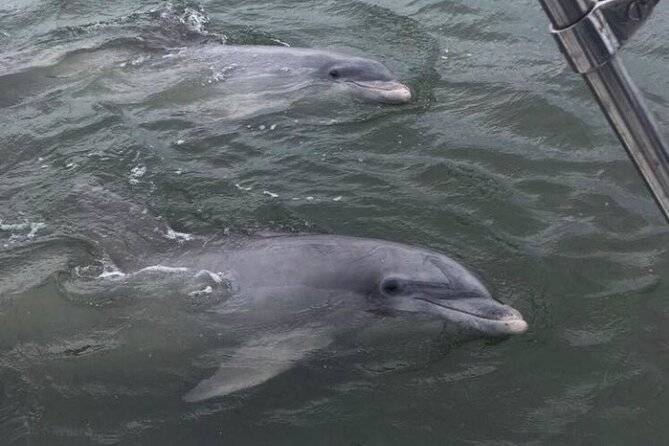 90-Minute Private Dolphin Tour in Hilton Head Island - What Captain Mark adds to the trip