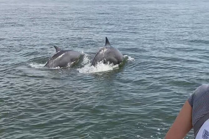 90-Minute Private Dolphin Tour in Hilton Head Island - Is $279 a good value?