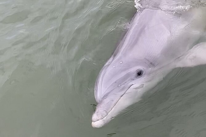 90-Minute Private Dolphin Tour in Hilton Head Island - Who will enjoy this Hilton Head outing?