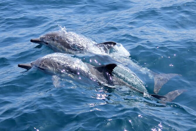 AAA Noosa National Park Tour and Dolphin Safari Whalesongsnoosa - Key points to know before booking