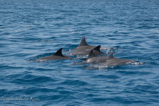 AAA Noosa National Park Tour and Dolphin Safari Whalesongsnoosa - A close look at marine life around the sandbanks