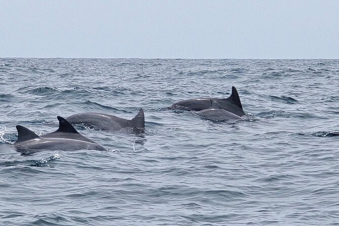 AAA Noosa National Park Tour and Dolphin Safari Whalesongsnoosa - What the 90-minute price includes