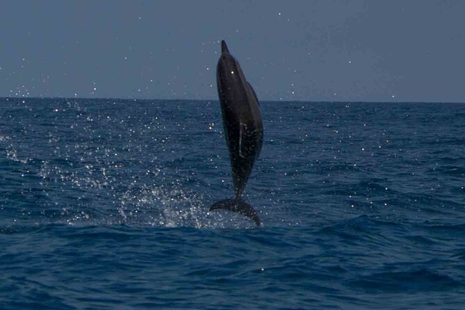 AAA Noosa National Park Tour and Dolphin Safari Whalesongsnoosa - Dolphins, whales, and the right season