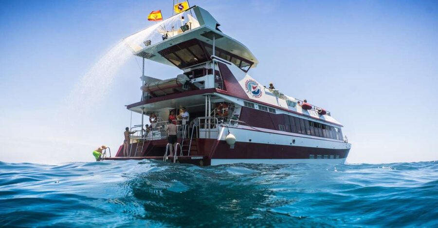 Adeje: Whale and Dolphin Watching Cruise with Lunch and Swim - Key points to know before booking