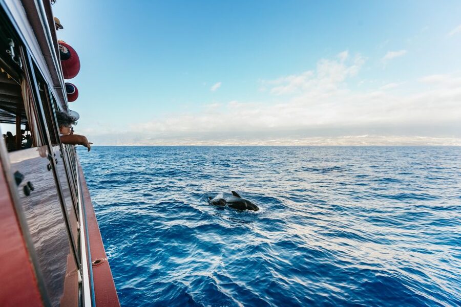 Adeje: Whale and Dolphin Watching Cruise with Lunch and Swim - A whale sanctuary off Tenerife’s southwest coast