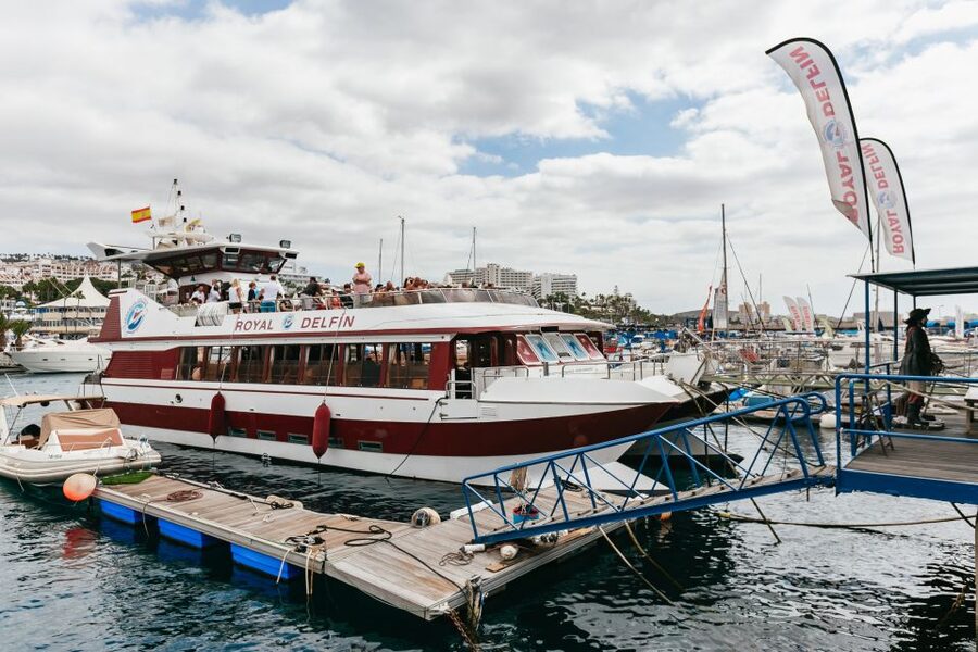 Adeje: Whale and Dolphin Watching Cruise with Lunch and Swim - Lunch, drinks, and the practical value of $59