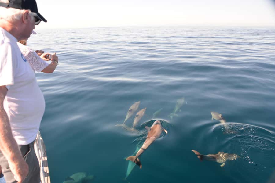 Adelaide: 4-Hour Guaranteed Wild Dolphin Watching Cruise - Watching from the Temptation catamaran