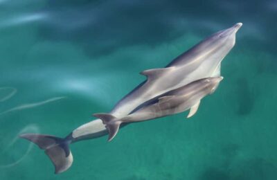 4-Hour Guaranteed Wild Dolphin Watching Cruise