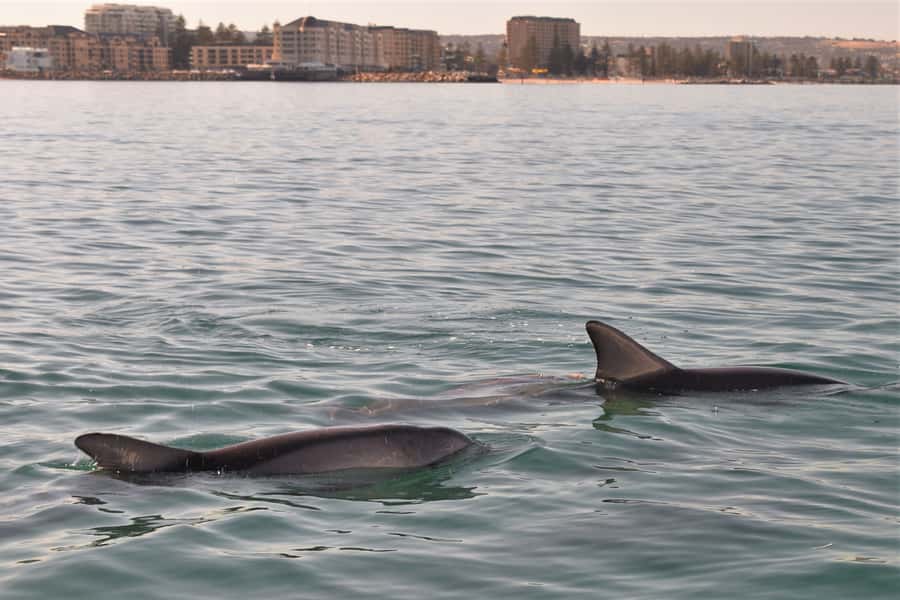 Adelaide: 4-Hour Guaranteed Wild Dolphin Watching Cruise - What the crew adds to the experience