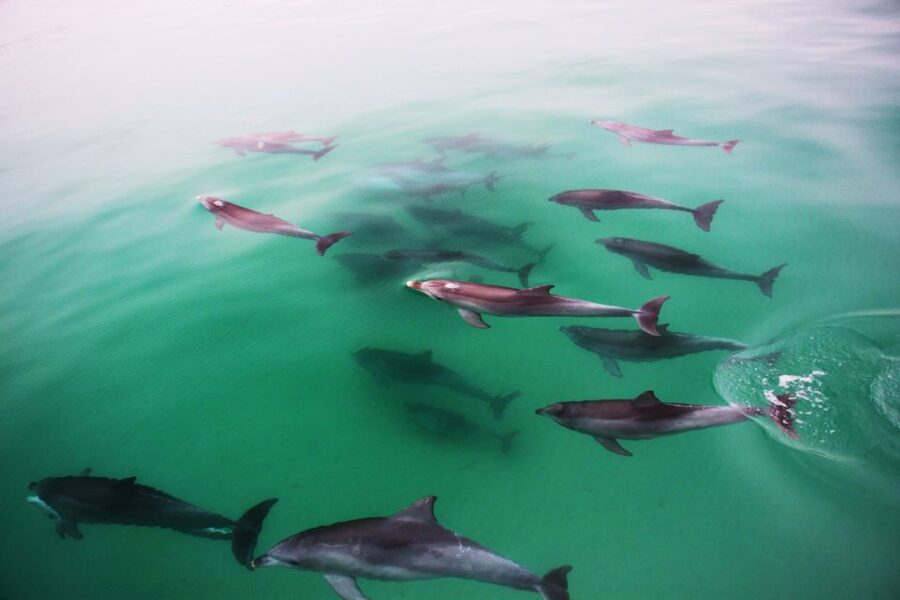 Adelaide: 4-Hour Guaranteed Wild Dolphin Watching Cruise - A close look at the optional swimming experience