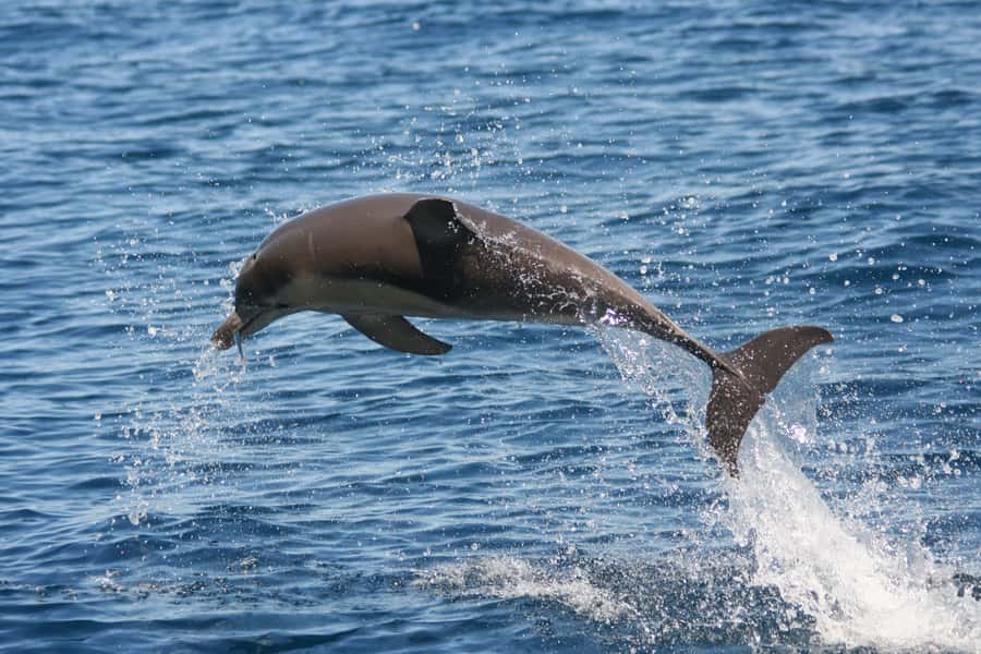 Adelaide: 4-Hour Guaranteed Wild Dolphin Watching Cruise - Coastal views and the return to Glenelg