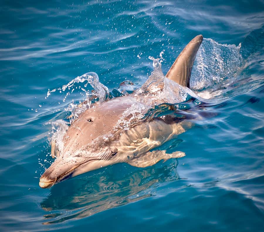 Adelaide: 4-Hour Guaranteed Wild Dolphin Watching Cruise - Is $63 a fair price?