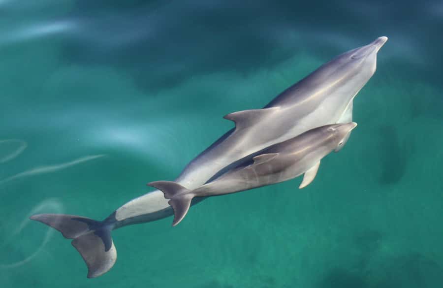 Adelaide: 4-Hour Guaranteed Wild Dolphin Watching Cruise - The dolphin search: patience can pay off