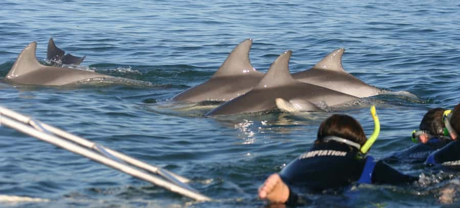 Adelaide: 4-Hour Swimming with Dolphins Experience - Quick points to know before booking