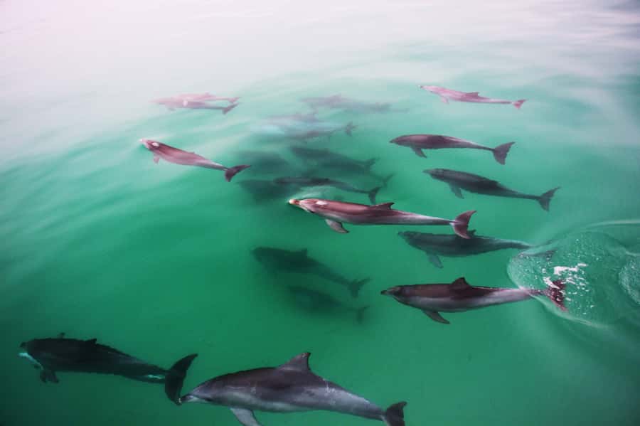 Adelaide: 4-Hour Swimming with Dolphins Experience - From Marina Pier to the open water