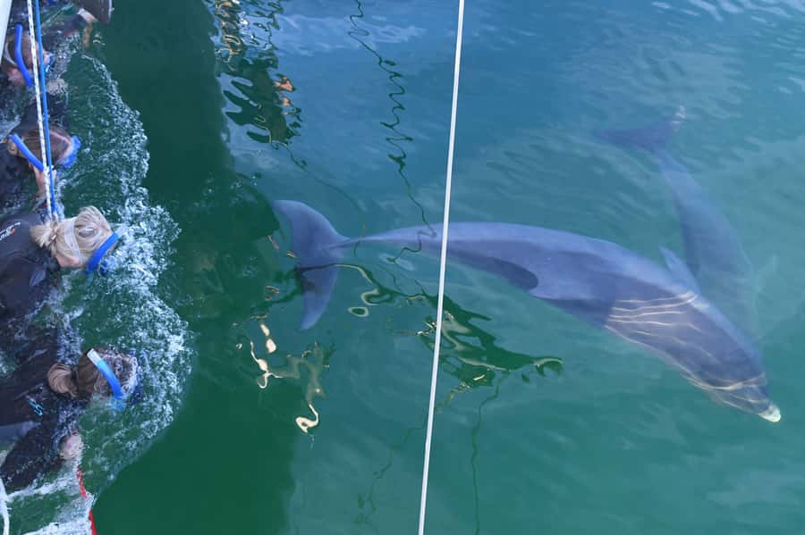 Adelaide: 4-Hour Swimming with Dolphins Experience - Finding the pods can take patience