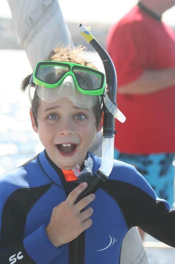 Adelaide: 4-Hour Swimming with Dolphins Experience - What the swimming actually involves