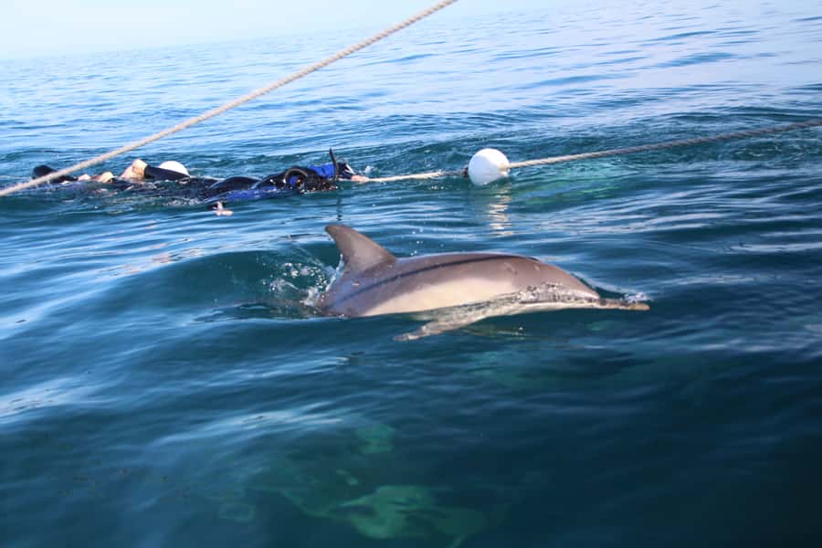 Adelaide: 4-Hour Swimming with Dolphins Experience - The crew makes the difference