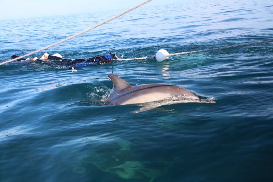 Adelaide: 4-Hour Swimming with Dolphins Experience - Who will enjoy this most?