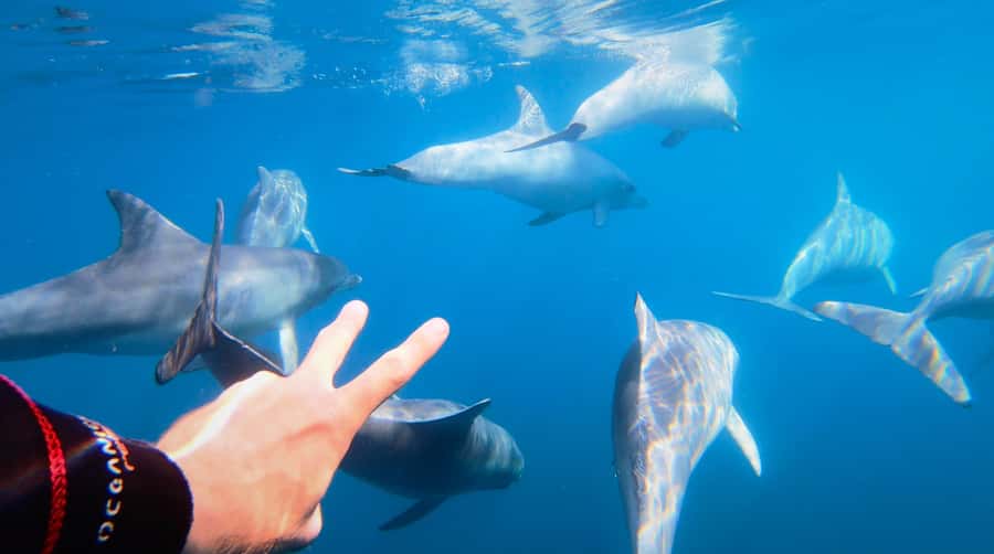 Adelaide: 4-Hour Swimming with Dolphins Experience - Why the wild setting matters