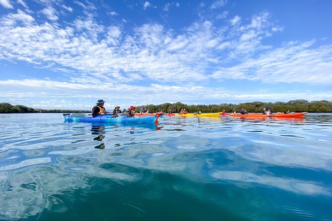 Adelaide Dolphin Sanctuary and Ships Graveyard Kayak Tour - Through Adelaide’s quiet mangrove creeks