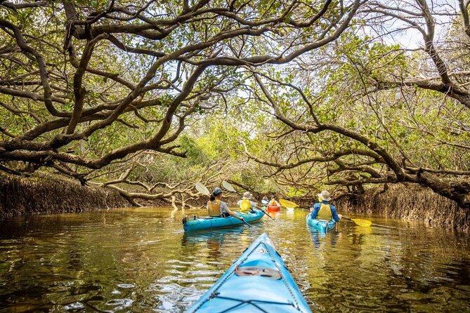 Adelaide Dolphin Sanctuary and Ships Graveyard Kayak Tour - How good is the value at $55.94?