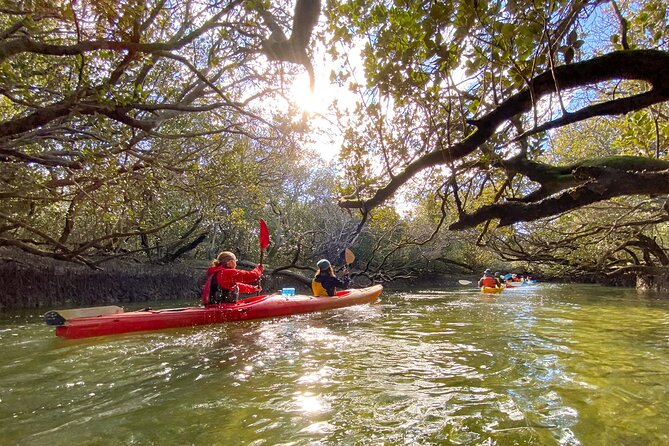 Adelaide Dolphin Sanctuary and Ships Graveyard Kayak Tour - Which guides and group style suit you?