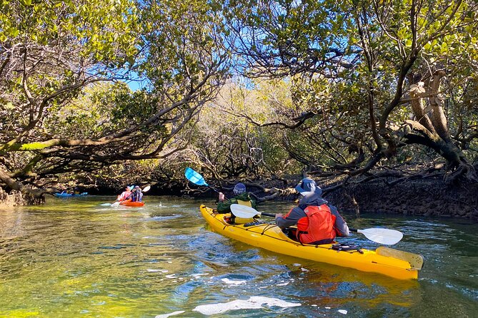 Adelaide Dolphin Sanctuary and Ships Graveyard Kayak Tour - Should you book the Adelaide Dolphin Sanctuary kayak tour?