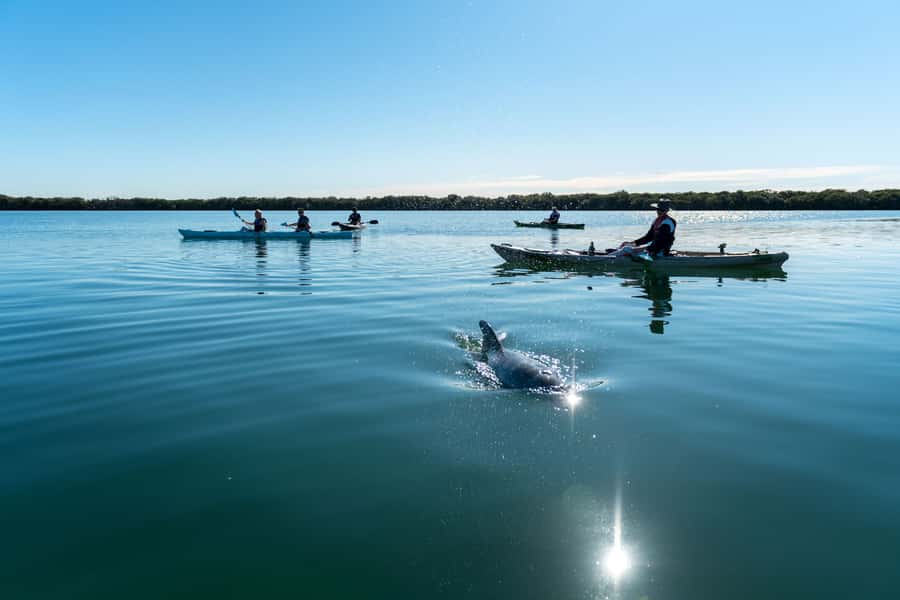 Adelaide: Dolphin Sanctuary Eco Kayaking Tour - Entering Adelaide’s ancient mangrove creeks