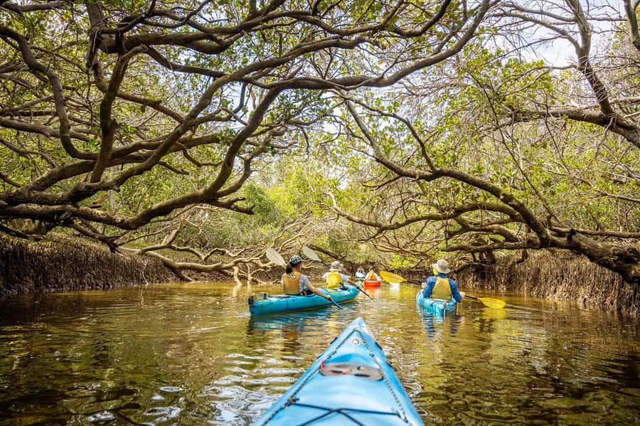 Adelaide: Dolphin Sanctuary Mangroves Kayak Tour - Key points to know before you paddle