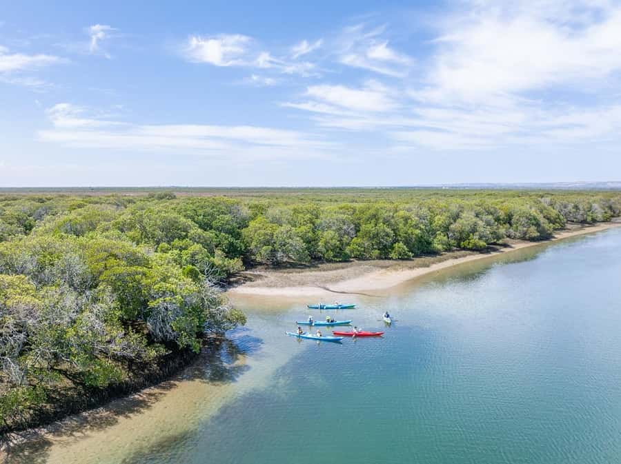 Adelaide: Dolphin Sanctuary Mangroves Kayak Tour - Through the mangroves: the best part for many people