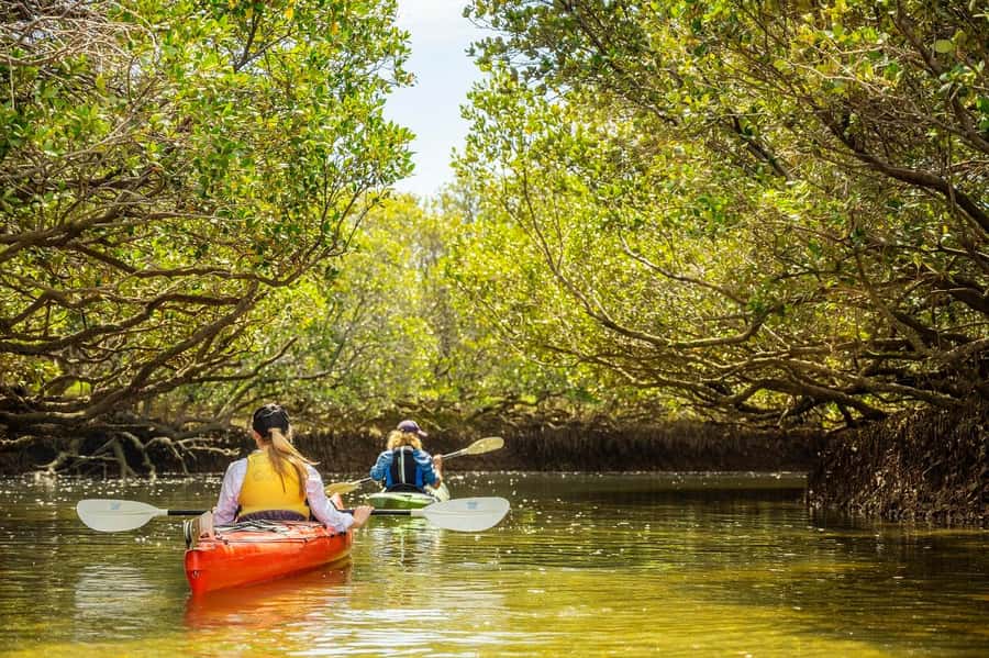 Adelaide: Dolphin Sanctuary Mangroves Kayak Tour - Other wildlife in the sanctuary