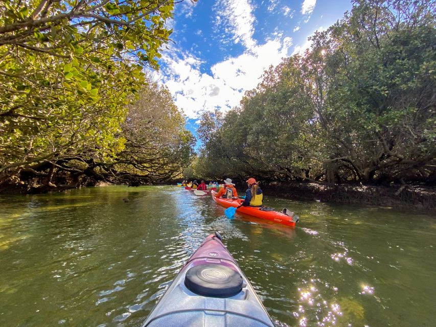 Adelaide: Dolphin Sanctuary Mangroves Kayak Tour - What the guides add