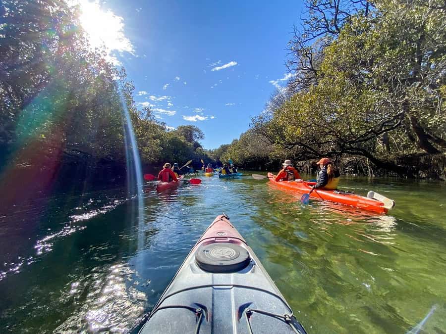 Adelaide: Dolphin Sanctuary Mangroves Kayak Tour - Clothing, weather, and what to bring