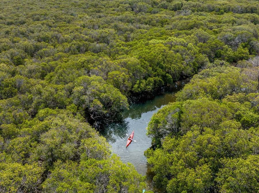 Adelaide: Dolphin Sanctuary Mangroves Kayak Tour - The first minutes: safety, paddles, and confidence