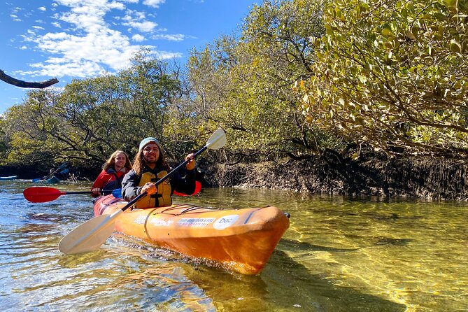 Adelaide Dolphin Sanctuary Mangroves Kayaking Tour - Adelaide Dolphin Sanctuary kayaking at a glance