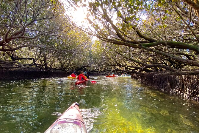 Adelaide Dolphin Sanctuary Mangroves Kayaking Tour - Starting at Garden Island Road