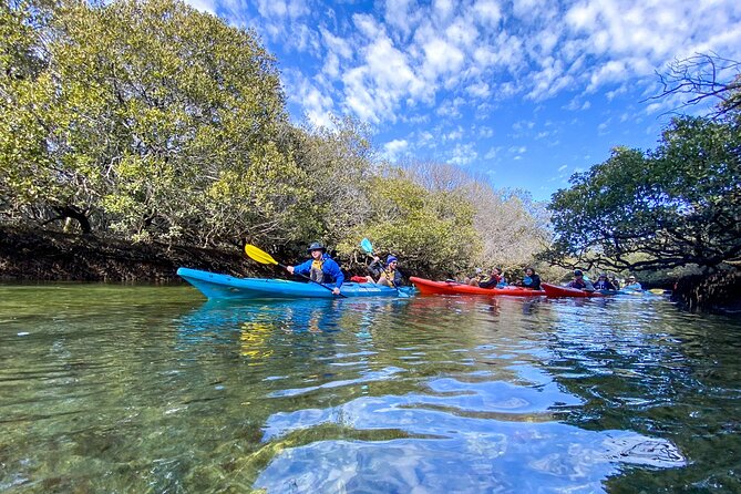 Adelaide Dolphin Sanctuary Mangroves Kayaking Tour - Who will enjoy this Adelaide paddle?